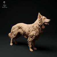 Adm0001 Border Collie Group Animal