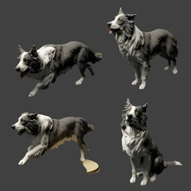 Adm0001 Border Collie Group Animal