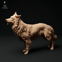 Adm0001 Border Collie Group Animal