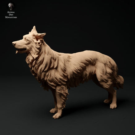 Adm0001 Border Collie Group Animal