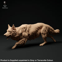 Adm0001 Border Collie Group Animal