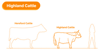 ADM1500 Highland Cow Standing x 1 Animal