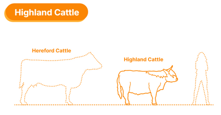 ADM1500 Highland Cow Standing x 1 Animal